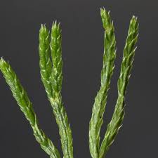 Attēlu rezultāti vaicājumam “Diphasium complanatum”