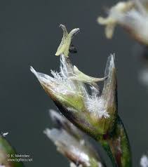 Attēlu rezultāti vaicājumam “Deschampsia cespitosa bud”