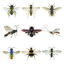 Attēlu rezultāti vaicājumam “Hymenoptera”