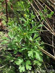 Attēlu rezultāti vaicājumam “Ranunculus sceleratus fruit”