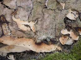 Attēlu rezultāti vaicājumam “Oxyporus corticola”