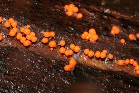 Attēlu rezultāti vaicājumam “Hemitrichia decipiens spores”