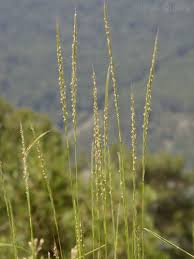 Attēlu rezultāti vaicājumam “Elymus caninus”