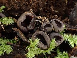 Attēlu rezultāti vaicājumam “Propolis farinosa”