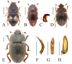 Attēlu rezultāti vaicājumam “Nitidulidae”