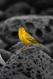 Image result for Dendroica petechia