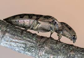 Attēlu rezultāti vaicājumam “Actenicerus sjaelandicus”