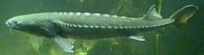 Image result for Acipenser transmontanus