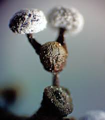 Attēlu rezultāti vaicājumam “Lycogala cf. oleocrystalliferum”