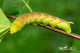 Attēlu rezultāti vaicājumam “Sphinx ligustri larva”