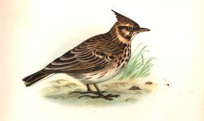 Attēlu rezultāti vaicājumam “Galerida cristata adult”