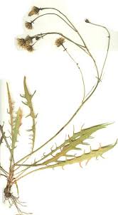 Attēlu rezultāti vaicājumam “Leontodon autumnalis”