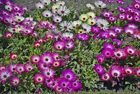 Image result for Mesembryanthemum criniflorum