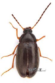 Attēlu rezultāti vaicājumam “Isomira murina”