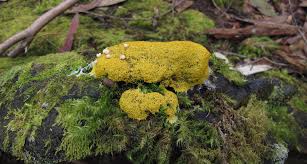 Attēlu rezultāti vaicājumam “Fuligo septica var. flava young”