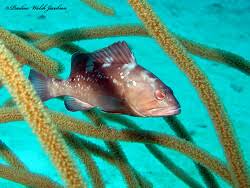 Image result for Epinephelus morio