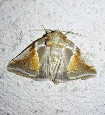 Attēlu rezultāti vaicājumam “Habrosyne pyritoides”