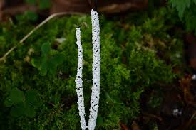 Attēlu rezultāti vaicājumam “Diderma globosum”