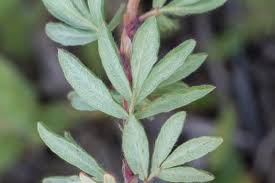 Attēlu rezultāti vaicājumam “Pentaphylloides fruticosa leaf”