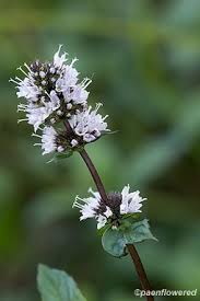 Image result for Mentha piperita
