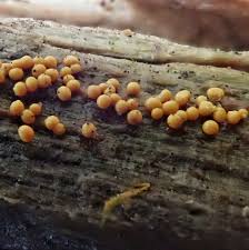 Attēlu rezultāti vaicājumam “Trichia sp.”