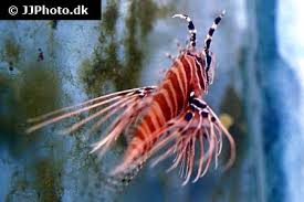 Image result for Pterois radiata