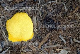 Attēlu rezultāti vaicājumam “Fuligo septica var. septica”