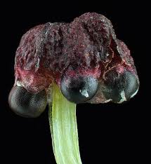 Attēlu rezultāti vaicājumam “Preissia quadrata”