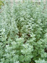 Image result for Artemisia absinthium