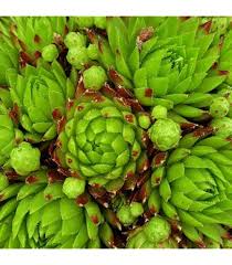 Attēlu rezultāti vaicājumam “Jovibarba globifera fruit”