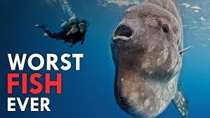 Image result for Mola mola