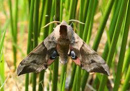 Attēlu rezultāti vaicājumam “Smerinthus ocellata”