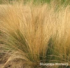 Attēlu rezultāti vaicājumam “Festuca ovina flower”