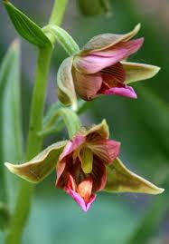 Attēlu rezultāti vaicājumam “Epirranthis diversata upperside”