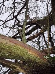 Attēlu rezultāti vaicājumam “Vuilleminia comedens”