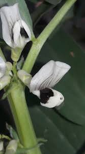 Attēlu rezultāti vaicājumam “Vicia faba flower”