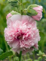 Image result for Alcea rosea