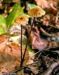 Attēlu rezultāti vaicājumam “Marasmius sp.”