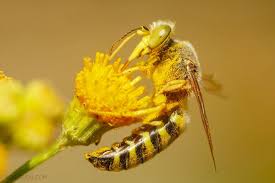 Attēlu rezultāti vaicājumam “Bembix rostrata”