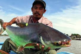 Image result for Pseudomyxus capensis