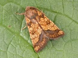 Attēlu rezultāti vaicājumam “Gortyna flavago”