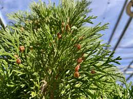 Attēlu rezultāti vaicājumam “Thuja occidentalis leaf”