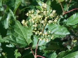 Attēlu rezultāti vaicājumam “Acer tataricum subsp. ginnala bud”