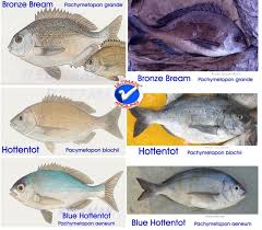 Image result for Pachymetopon grande