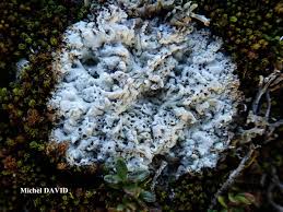 Attēlu rezultāti vaicājumam “Diachea muscorum spores”