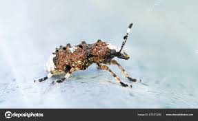 Attēlu rezultāti vaicājumam “Platystomos albinus”