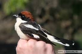 Attēlu rezultāti vaicājumam “Lanius collurio male”