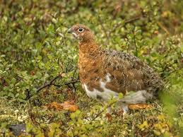 Image result for Lagopus lagopus