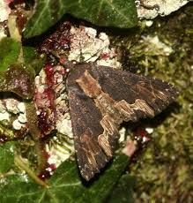 Attēlu rezultāti vaicājumam “Dypterygia scabriuscula”