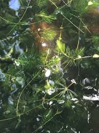 Attēlu rezultāti vaicājumam “Ceratophyllum demersum”